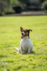 Jack Russell Terrier enjoying a sunny day in the park
