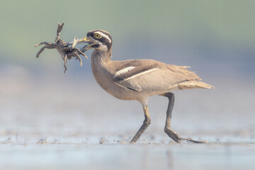  A wild beach stone curlew (Esacus magnirostris) running across a mudflat with crab prey in its beak
