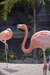 Phoenicopterus is a genus of birds in the flamingo family Phoenicopteridae. American or Caribbean flamingo (Phoenicopterus ruber) foraging in water. Flamingos, Pink flamingos, Birds, Flock, Wildlife.