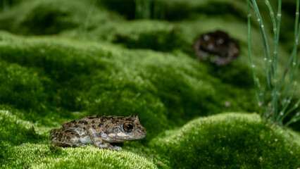 Treefrog lawn