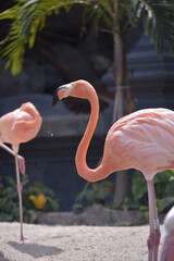 Phoenicopterus is a genus of birds in the flamingo family Phoenicopteridae. American or Caribbean flamingo (Phoenicopterus ruber) foraging in water. Flamingos, Pink flamingos, Birds, Flock, Wildlife.