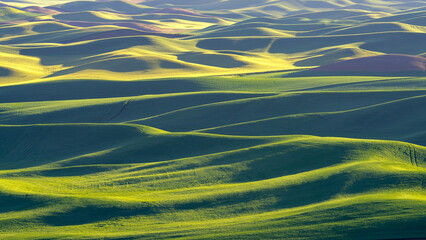 Sunlit Waves of the Palouse