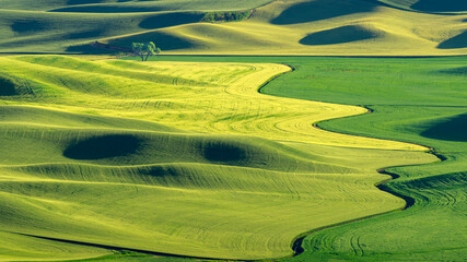 Sunlit Waves of the Palouse
