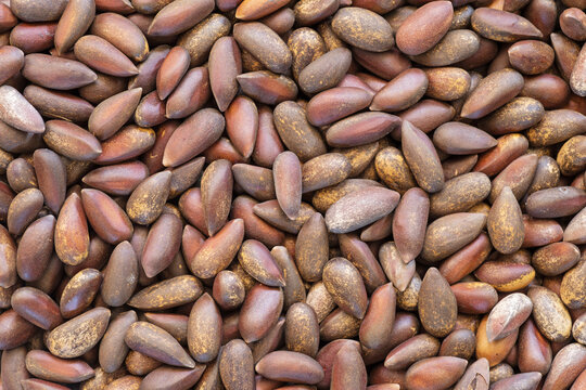 Pinyon Pine Nuts In The Shell