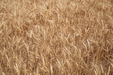 Wheat Field Seed Head Background