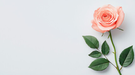 Fototapeta premium Single peach rose with green leaves on a light background.