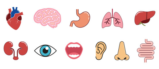 Set of Human Body Organs and Senses Illustration.