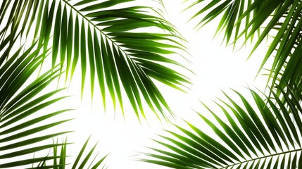 Fototapeta premium Summer vibes highlighted by bright green palm branches against transparency.