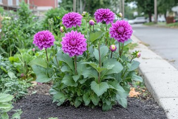 Purple dahlias blooming in an urban garden in autumn © kardaska