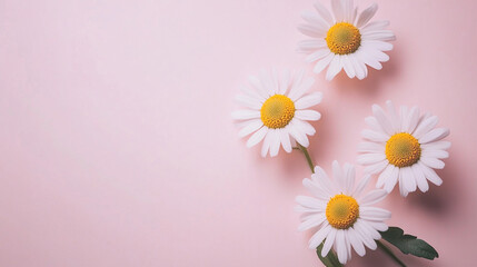 Obraz premium Delicate white daisies arranged on a soft pink background showcasing natural beauty and simplicity