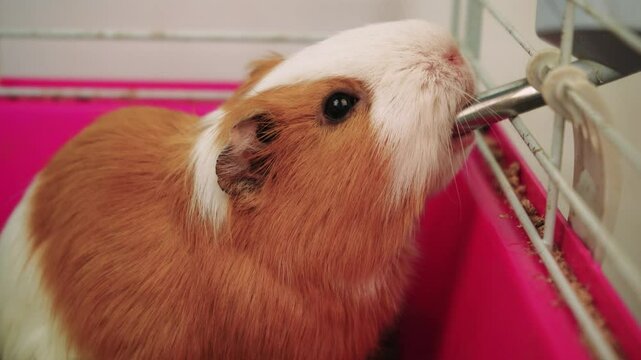 Guinea pig drinking water from a bottle inside its colorful cage. Ideal for pet care, small animals, and domestic life footage.