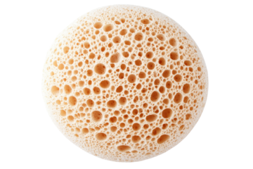 Natural sea sponge with unique porous texture on white isolated background.