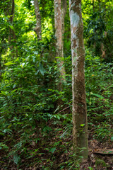 Rubber trees in the natural forest