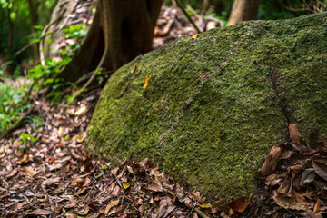 A large boulder covered with green moss.