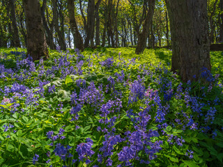 Bluebells in the Forest