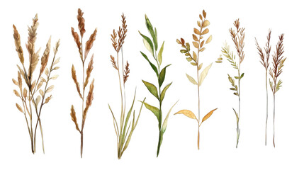 A collection of various plant stems arranged artistically against a black background, showcasing their distinct colors and shapes.