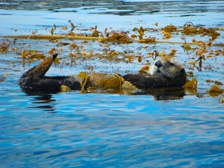 Sea otter Monterey bay 1 