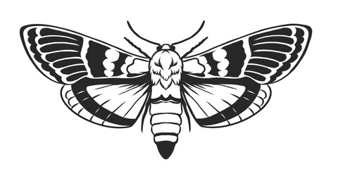 Monochrome moth. Top view. Black and white Lacy wings. Hand drawn flying insect ink pen sketch. Butterfly tattoo sketch, logo icon, silhouette, print, stencil. Vector illustration Isolated on