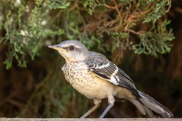 A hungry young northern Mockingbird