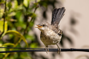 A hungry young northern Mockingbird