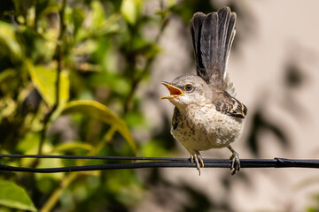 A hungry young northern Mockingbird