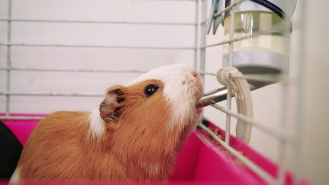 A cute guinea pig with ginger and white fur drinks from a water bottle in its cage. Perfect for pet and animal-themed videos.