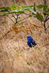 A blue bird with a yellow and brown background