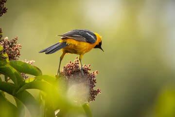 closeup of a New World oriole bird