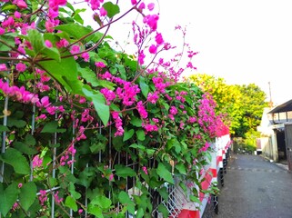 Ornamental Plants Known as Pink Bride's Tears or Bridal Tears which are found in Terrace Vegetation or Outdoor Fences