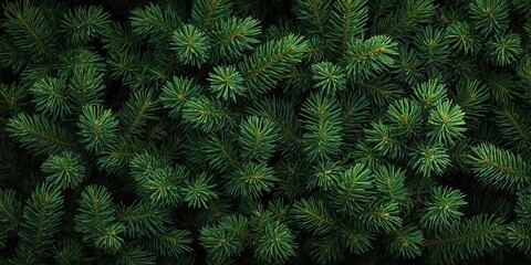 Close-up of lush green pine needles in a dense arrangement