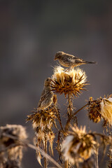 Birds fly and play on dry flowers