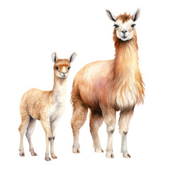 Fototapeta premium Llama with a Baby Llama Illustration on Transparent Background