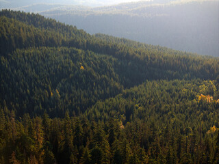 Sunlit Dense Forest Covering Rolling Hills, Washington State, USA