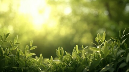 Naklejka premium Green blurred nature background out of focus : Generative AI
