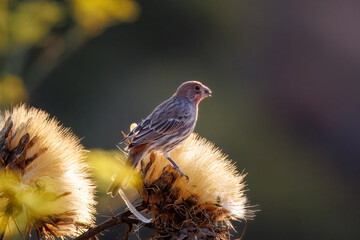 Fototapeta premium house finch birds taking seeds from dry flowers