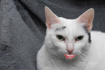 Cat with a fake smile on its face