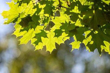 A leafy tree branch with leaves that are green and shining in the sun