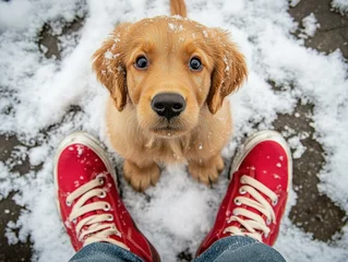 A puppy looks up at its owner with adorable eyes. AI.