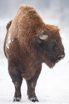 bison, winter, scenery, bison, bonasus, bos, bull, male, brown, fur, horns, vertical, photo, mammal, european bison, big, horn, snow, head