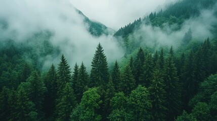 Misty forest landscape with dense green trees and fog rolling over the mountains.