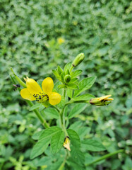 Asian spider flower,Holud hurhuri