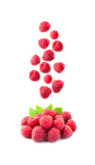 Fly raspberry in heap raspberries