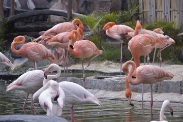 Phoenicopterus is a genus of birds in the flamingo family Phoenicopteridae. American or Caribbean flamingo (Phoenicopterus ruber) foraging in water. Flamingos, Pink flamingos, Birds, Flock, Wildlife.