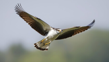 A white bird with red feet flies in the sky