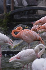 Phoenicopterus is a genus of birds in the flamingo family Phoenicopteridae. American or Caribbean flamingo (Phoenicopterus ruber) foraging in water. Flamingos, Pink flamingos, Birds, Flock, Wildlife.