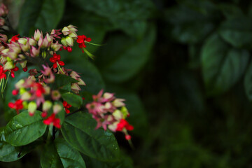 red and white flowers