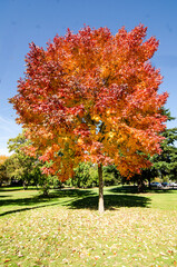 Naklejka premium Mersmerising beauty of trees with green, red, orange and gold colors of autumn in BC, Canada