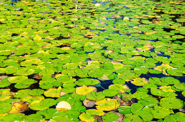 Water lilly leaves in a lake