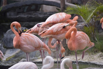 Phoenicopterus is a genus of birds in the flamingo family Phoenicopteridae. American or Caribbean flamingo (Phoenicopterus ruber) foraging in water. Flamingos, Pink flamingos, Birds, Flock, Wildlife.