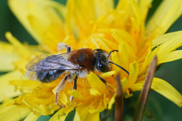 Closeup on a female red-legged mining bee, Andrena haemorrhoa on a yellow Dandelion flower in the fall